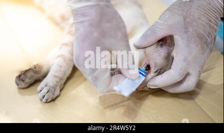 Katzenaugenuntersuchung und Tropfinfusion ins Auge. Intervention in einer Tierklinik, Vorbereitung zur Sterilisation. Stockfoto