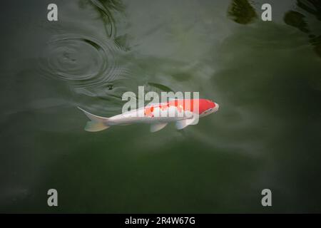 Ein einsamer Zierkarpfen schwimmt über den See. Koi-Karpfen sind Zierfische. Stockfoto
