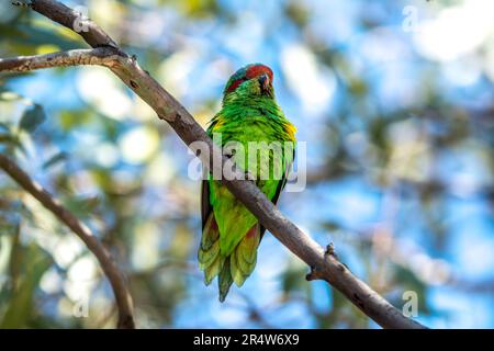 Rainbow Lorikeet in einem Gummibaum Stockfoto