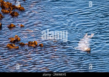 Graue Robbe, Halichoerus grypus, Angeln im Seetang in Wick of Trutis von Gloup Ness, Yell, Shetland Islands. Stockfoto