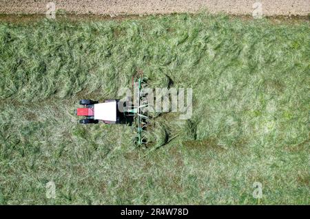 Waldstetten, Deutschland. 30. Mai 2023. Ein Landwirt dreht mit seinem Traktor Mähgras. Wetter in Baden-Württemberg. Nach Angaben des deutschen Wetterdienstes soll es sonnig und trocken bleiben. Ideale Bedingungen für das Einbringen von Heu. Kredit: Jan-Philipp Strobel/dpa/Alamy Live News Stockfoto