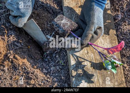 Frau, die in ihrem Gemüsegarten oder in ihrem Gemüsegarten violetten Brokkoli anpflanzt. Stockfoto