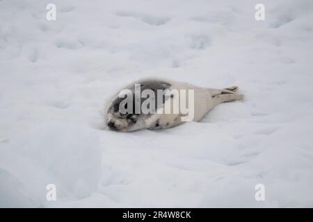 Ein kleines Baby, eine weiße Harfenrobbe oder eine Seehunde, die auf weißem Schnee und Schlammeis schwimmt. Die wilde graue Robbe hat lange Schnurrhaare, ein trauriges Gesicht und ein helles Fell Stockfoto