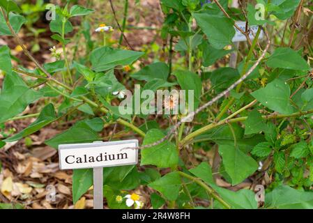 Ein kleiner weißer Marker mit Caladium in schwarzen Buchstaben. Das Schild befindet sich inmitten einer wachsenden grünen Kaladiumpflanze. Die Blattpflanze hat ein herzförmiges Blatt. Stockfoto