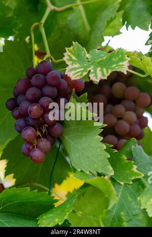 Eine einzelne Gruppe von leuchtend grünen und lila organischen, kernlosen Trauben, die an einer Obstpflanze wachsen und hängen. Die Traubenblätter sind üppig grün. Stockfoto