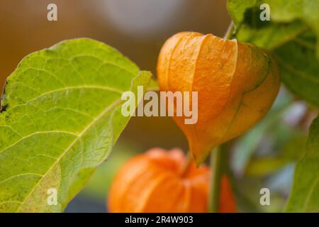 Eine Nahaufnahme von chinesischen Laternen-Blumen, die als Blasenkirschblüten bekannt sind. Die leuchtend orange sternförmige Papierblume hat eine dünne Haut. Das leuchtende Orange Stockfoto