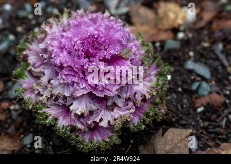 Ein Kopf einer Zierkohlpflanze mit lebendigen, breiten, flachen rosa Blättern und grünen Rändern. Die Blüte der großen Rosette hat lockige Kanten Stockfoto