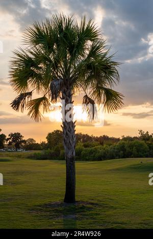 Im Vordergrund befindet sich eine hohe Palme, die sich auf einem Golfplatz befindet und hinter den Blättern die helle Sonne schattiert. Die Grüntöne sind üppig. Stockfoto