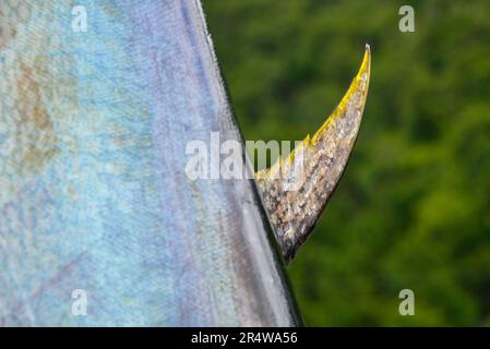 Ein großer Atlantischer Roter Thun, ein gewöhnlicher Tunny, hängt an seinem Schwanz auf einem Fischmarkt. Der rohe Fisch hat eine farbenfrohe silbergraue glänzende Haut und eine gelbe Flosse. Stockfoto