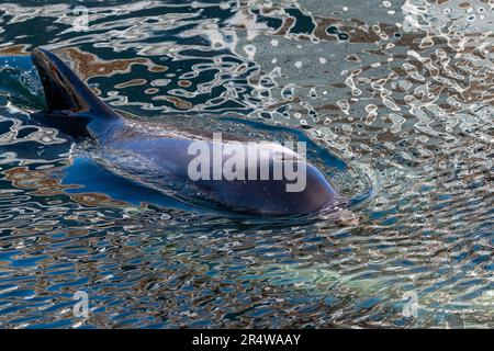 Ein kleiner wilder Delfin, der im kalten Atlantischen Ozean schwimmt. Das junge Säugetier hat eine graue und blaue, dicke Haut mit Schnitten oder abrasiven Markierungen. Stockfoto