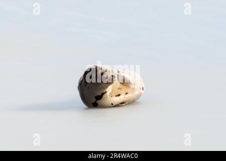 Eine große graue Harfenrobbe liegt auf einer Eispfanne, deren Gesicht und Körper mit Schnee bedeckt sind. Die Dichtung hat zwei Sätze von Flossen und die Krallen befinden sich auf dem nassen Eis. Stockfoto