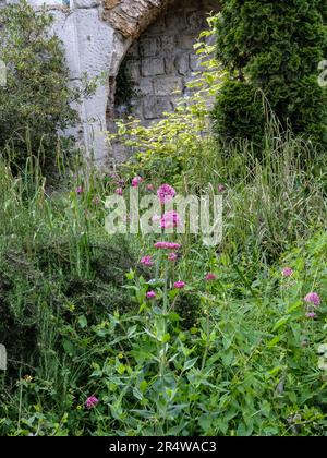 Jehan Rictus Square / Park, Nr Abbesses, Paris, Frankreich Stockfoto