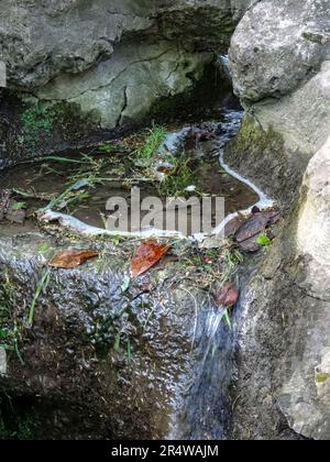 Faszinierender kleiner städtischer Wasserfall im Parc des Buttes-Chaumont aus nächster Nähe. Intime Naturlandschaft in Paris, Frankreich Stockfoto