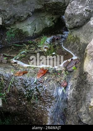 Faszinierender kleiner städtischer Wasserfall im Parc des Buttes-Chaumont aus nächster Nähe. Intime Naturlandschaft in Paris, Frankreich Stockfoto