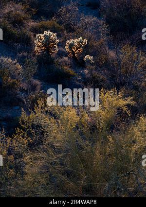 Teddy Bear Cholla (Cylindropuntia bigelovii) und Palo Verde Sträucher (Cercidium) sind am Gates Pass, Tucson Mountain Park, Pima County, Arizona, mit Hintergrundbeleuchtung ausgestattet Stockfoto