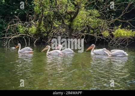 London UK. 30. Mai 2023 Rosa Pelikane (Pelecanus rufescens) genießen die Sonne im Saint James Park London, während das warme Wetter in der Hauptstadt anhält. Pink Pelikane wurden erstmals im Jahr 1664 als Geschenk des russischen Botschafters in den Park eingeführt, und seitdem haben mehr als 40 Pelikane den Park zu Hause gelassen. Kredit: amer Ghazzal/Alamy Live News Stockfoto