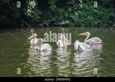 London UK. 30. Mai 2023 Rosa Pelikane (Pelecanus rufescens) genießen die Sonne im Saint James Park London, während das warme Wetter in der Hauptstadt anhält. Pink Pelikane wurden erstmals im Jahr 1664 als Geschenk des russischen Botschafters in den Park eingeführt, und seitdem haben mehr als 40 Pelikane den Park zu Hause gelassen. Kredit: amer Ghazzal/Alamy Live News Stockfoto