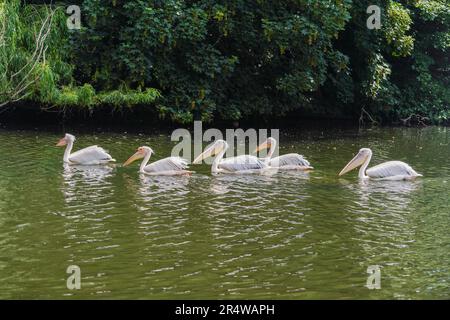 London UK. 30. Mai 2023 Rosa Pelikane (Pelecanus rufescens) genießen die Sonne im Saint James Park London, während das warme Wetter in der Hauptstadt anhält. Pink Pelikane wurden erstmals im Jahr 1664 als Geschenk des russischen Botschafters in den Park eingeführt, und seitdem haben mehr als 40 Pelikane den Park zu Hause gelassen. Kredit: amer Ghazzal/Alamy Live News Stockfoto