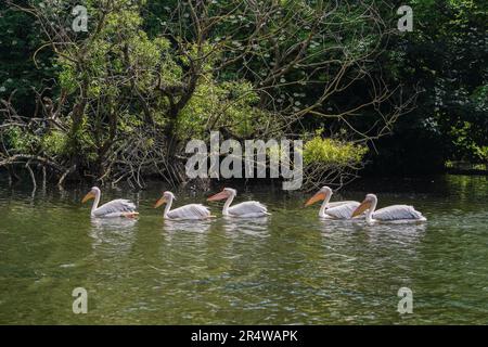 London UK. 30. Mai 2023 Rosa Pelikane (Pelecanus rufescens) genießen die Sonne im Saint James Park London, während das warme Wetter in der Hauptstadt anhält. Pink Pelikane wurden erstmals im Jahr 1664 als Geschenk des russischen Botschafters in den Park eingeführt, und seitdem haben mehr als 40 Pelikane den Park zu Hause gelassen. Kredit: amer Ghazzal/Alamy Live News Stockfoto