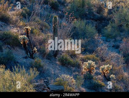 Teddybär oder Jumping Cholla, zusammen mit Saguaro Cactus, Ocotillo und anderen Wüstensträuchern, werden von der untergehenden Sonne an der Gates Pass Road in Tucs beleuchtet Stockfoto