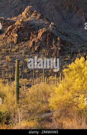 Das Abendlicht erwärmt die Wüstenszene mit Saguaro Cacti und Palo Verde Sträuchern, Gates Pass Gegend, Tucson Mountain Park, Pima County, Arizona Stockfoto