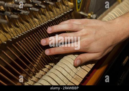 Ein Meistertechniker überprüft ein Klavier auf einen Kunden. Eine Nahaufnahme der Innenseiten eines Klaviers. Musikinstrumentreparatur Stockfoto