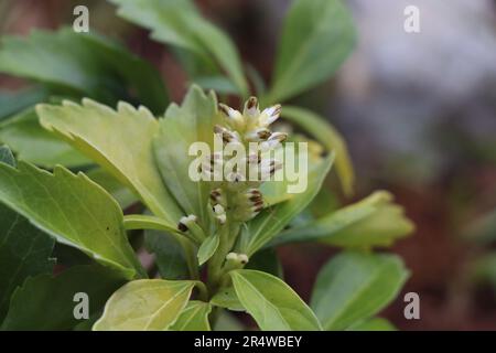 Pachysandra terminalis oder japanischer Pachysandra Stockfoto