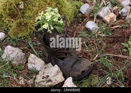 Gelbe Primeln. Plantae. Primula vulgaris. Primula acaulis Stockfoto