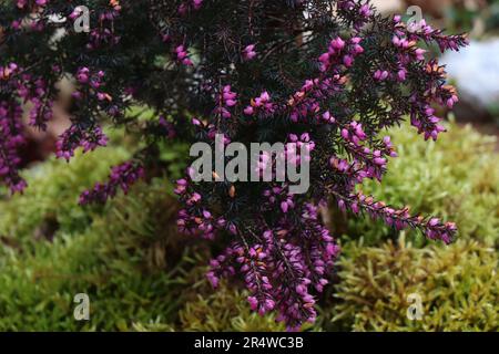 Pink Erica Carnea oder Darlayensis Sorten. Erica Carnea Springwood Stockfoto