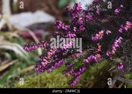 Pink Erica Carnea oder Darlayensis Sorten. Erica Carnea Springwood Stockfoto