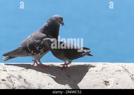 Zwei liebevolle Tauben an einer Steinmauer. Romantik, Liebe, Paarung, Ornithologie und Umweltkonzepte Stockfoto
