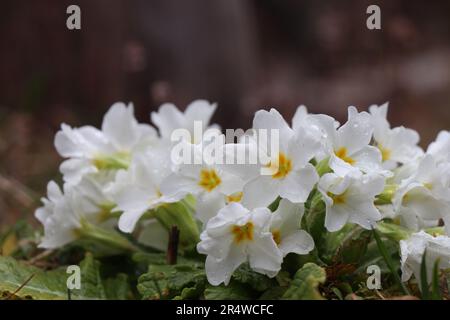 Weiße Primueln. Plantae. Primula vulgaris. Primula acaulis Stockfoto