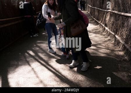 Kyoto, Japan. 7. März 2023. Viele Touristen, die im Arashiyama Bamboo Grove åµå±± c«¹æž-Ã å å¾„ im Urlaub Selfies sehen und fotografieren. Auch bekannt als „der Bambuswald“, eine beliebte Touristenattraktion auf dem Gelände des heiligen Nonomiya-jinja-Schreins é‡Žå®® c c žç¤¾. Kyoto (ä°¬éƒ½) ist eine historische Großstadt Japans, reich an kulturellem Erbe und traditionellem Charme. Bekannt für seine berühmten Tempel, malerischen Gärten und historischen Wahrzeichen wie Kinkaku-ji und Fushimi Inari Taisha, bietet Kyoto einen Einblick in Japans Vergangenheit. Seine lebhaften Festivals, exquisite Küche und ruhige Atmosphäre c Stockfoto