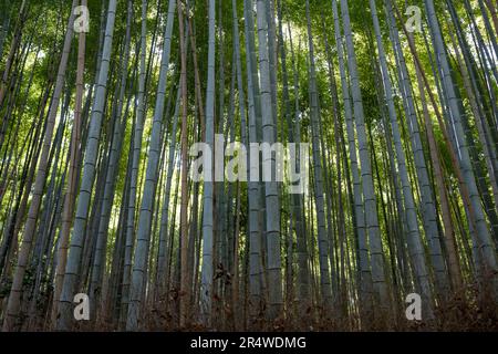 Kyoto, Japan. 7. März 2023. Arashiyama Bamboo Grove åµå±± c«¹æž-Ã å å¾„. Auch bekannt als „der Bambuswald“, eine beliebte Touristenattraktion auf dem Gelände des heiligen Nonomiya-jinja-Schreins é‡Žå®® c c žç¤¾. Kyoto (ä°¬éƒ½) ist eine historische Großstadt Japans, reich an kulturellem Erbe und traditionellem Charme. Bekannt für seine berühmten Tempel, malerischen Gärten und historischen Wahrzeichen wie Kinkaku-ji und Fushimi Inari Taisha, bietet Kyoto einen Einblick in Japans Vergangenheit. Die lebhaften Festivals, die exquisite Küche und die ruhige Atmosphäre begeistern Besucher aus der ganzen Welt. Es ist ein geschäftiger Knotenpunkt für das Japa Stockfoto