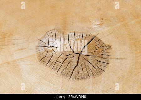 Strukturschnitt. Beschädigtes Muster aus der Nähe. Ideal abgerundete Baumringe Risse im Jahresverlauf. Holzstruktur. Stockfoto