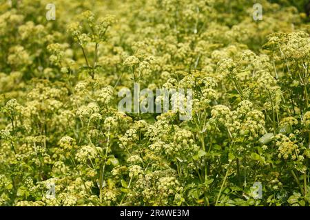 Smyrnium olusatrum. Alexander. In Blüten. Stockfoto