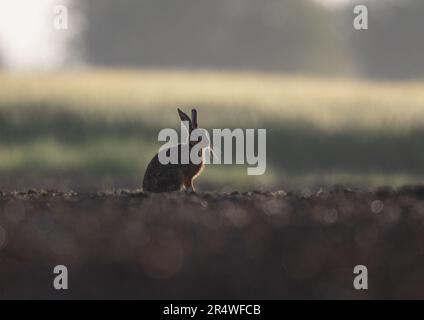 Eine ungewöhnliche atmosphärische, hinterleuchtete Silhouette eines Braunhasen (Lepus europaeus) auf einem neu gebohrten Zuckerrübenfeld. Suffolk, Großbritannien. Stockfoto