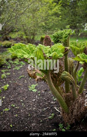 Darmera peltata Peltiphyllum peltatum leaf, Common Names: The Indian Rhabarb or umbrella plant, family Saxifragaceae, Region: west United States. Stockfoto