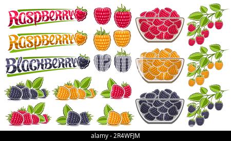 Vector Raspberry Set, Lotsammlung mit ausgeschnittenen Illustrationen Beere Stille Zusammensetzung rohe Brombeere mit grünen Blättern, süße Himbeeren im Glas Stock Vektor