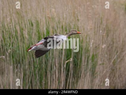 Eine Grylag-Gans ( Anser anser), die zwischen den Schilf im Gebirge an Land kommt. Suffolk, Großbritannien Stockfoto