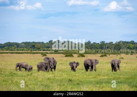 Eine Familienherde afrikanischer Elefanten (Loxodonta africana), die auf grünem Gras weidet. Maasai Mara Nationalpark, Kenia, Afrika. Stockfoto