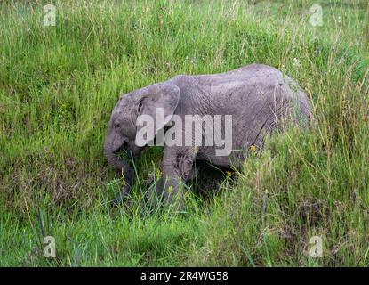Ein junger afrikanischer Elefant (Loxodonta africana) weidet auf grünem Gras. Maasai Mara Nationalpark, Kenia, Afrika. Stockfoto