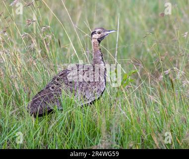 Eine Schwarzbauchtrappe (Lissotis melanogaster), die im hohen Gras spaziert. Maasai Mara Nationalpark, Kenia, Afrika. Stockfoto