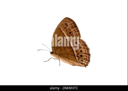 Schmetterling Flecken orange gelb weiß Hintergrund isolieren Stockfoto