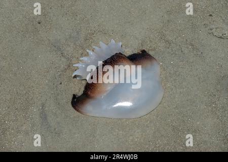 Cannonball Quallen, Stomolophus meleagris, auch bekannt als Cabbagehead, wurde am Strand von Hilton Head Island angespült. Stockfoto