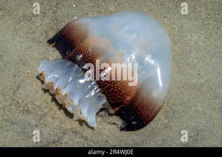 Cannonball Quallen, Stomolophus meleagris, auch bekannt als Cabbagehead, wurde am Strand von Hilton Head Island angespült. Stockfoto