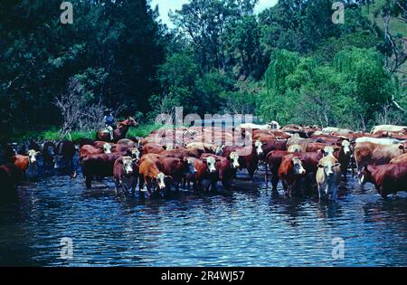 Australien. Tierhaltung. Hereford-Rinderherde im Bach mit Reiter auf dem Pferd. Stockfoto