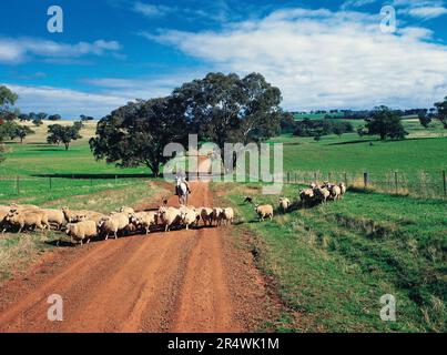 Australien. New South Wales. Zentrale Tablelands. Herde von Schafen und Menschen auf dem Pferderücken. Stockfoto