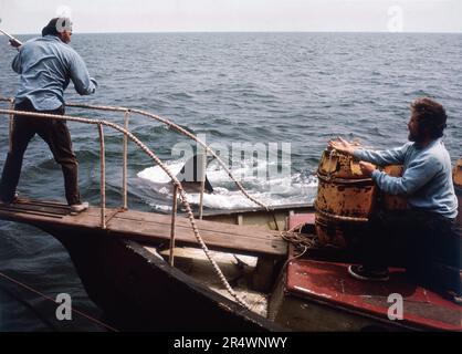 Jaws Jahr : 1975 USA Regisseur : Steven Spielberg Richard Dreyfuss, Robert Shaw Stockfoto