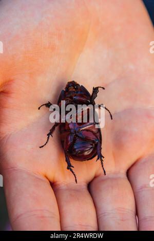 Rhinoceros-Käfer. Ein Käfer sitzt auf einer Hand. Nahaufnahme eines Nashorn-Käfers. Insekten am Rande der Zerstörung. Tierschutz Stockfoto